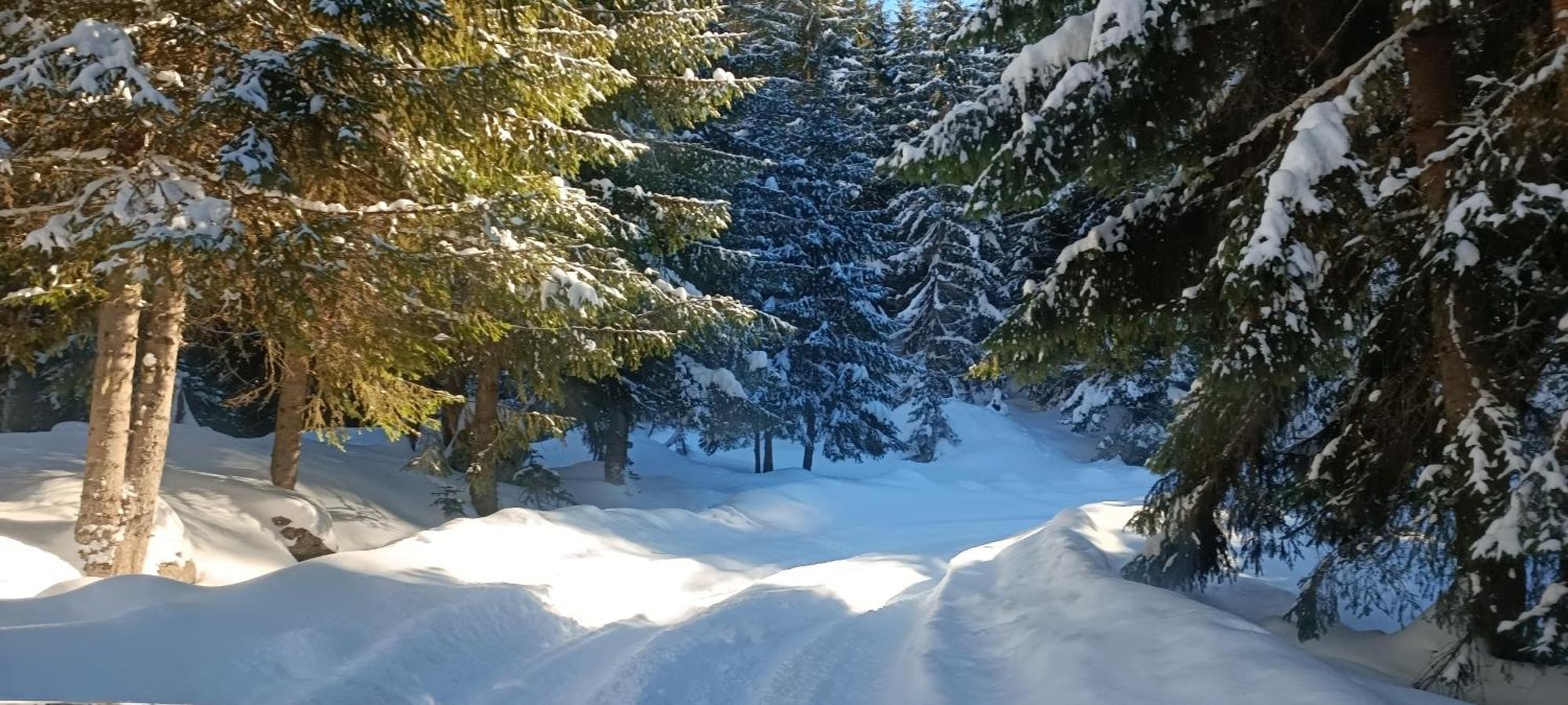 Pinetrees Lodge Plav Exteriér fotografie